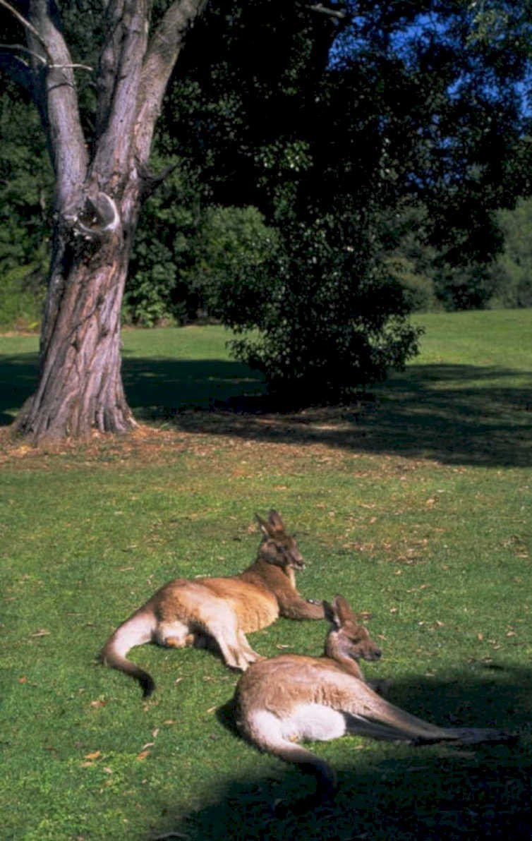 red kangaroo grass 1980s 1990s A4 Photo Print