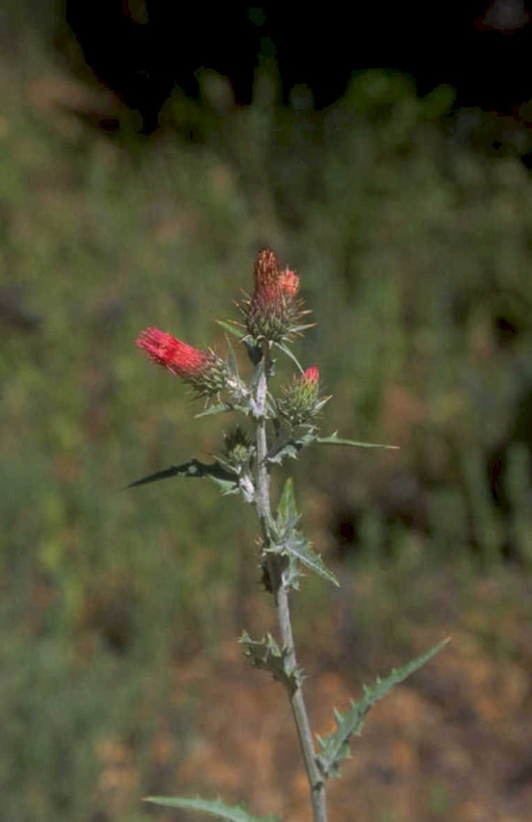 red knuth thistle 1980s 1990s A4 Photo Print