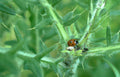 red ladybug thistle 1 Vintage A4 Photo Print