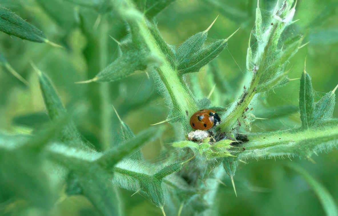 red ladybug thistle Vintage A4 Photo Print