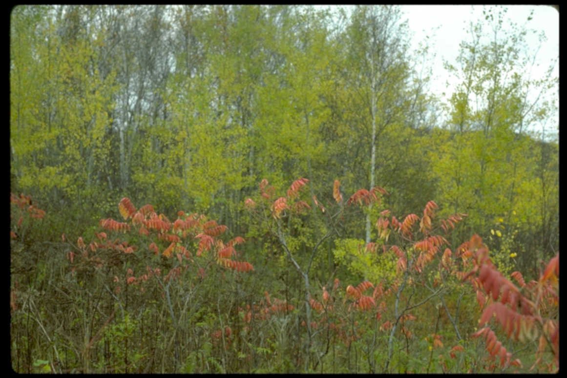 red leaves forest1980s 1990s A4 Photo Print