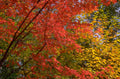 red maple autumn 1980s 1990s A4 Photo Print