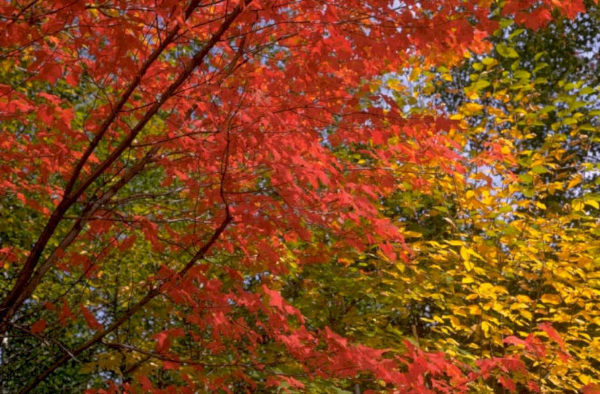 red maple autumn 1980s 1990s A4 Photo Print