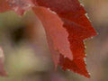 red maple tear1980s 1990s A4 Photo Print