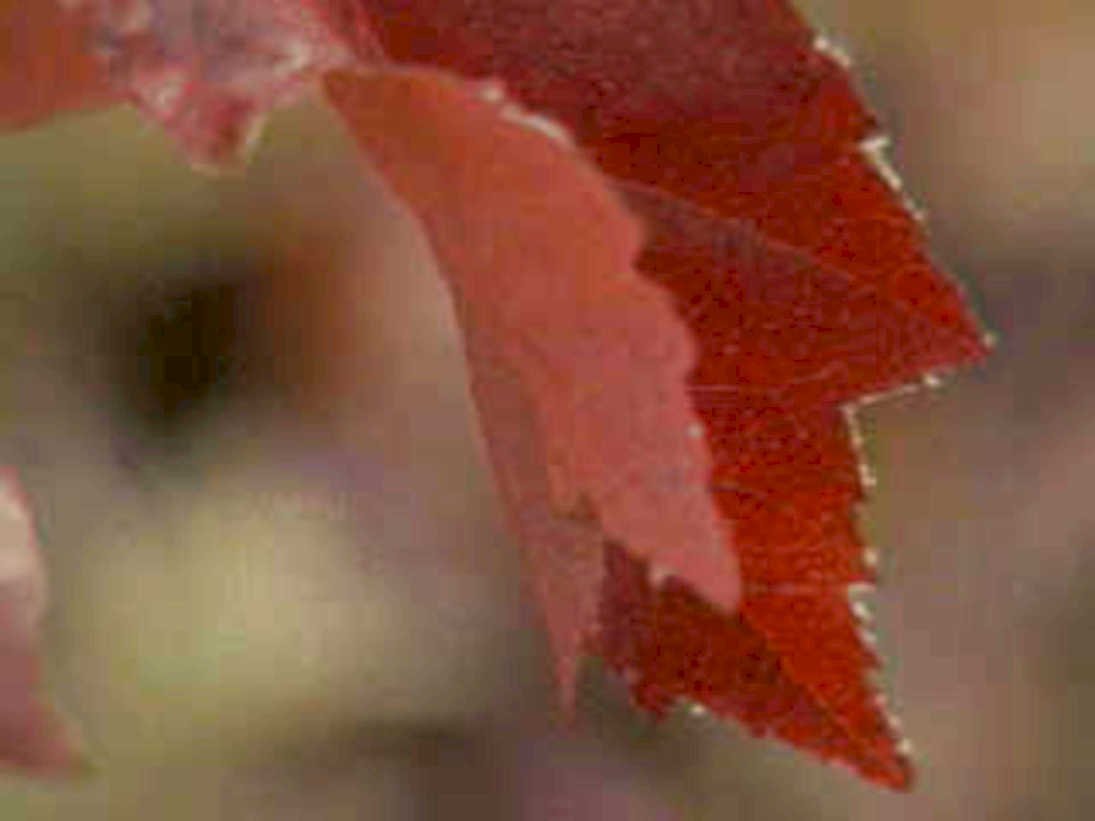 red maple tear1980s 1990s A4 Photo Print