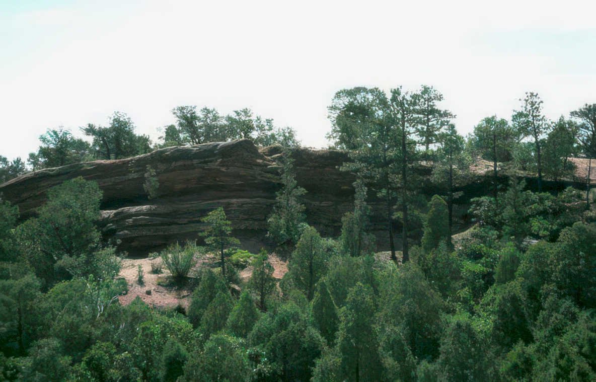 red mesa forest Vintage A4 Photo Print