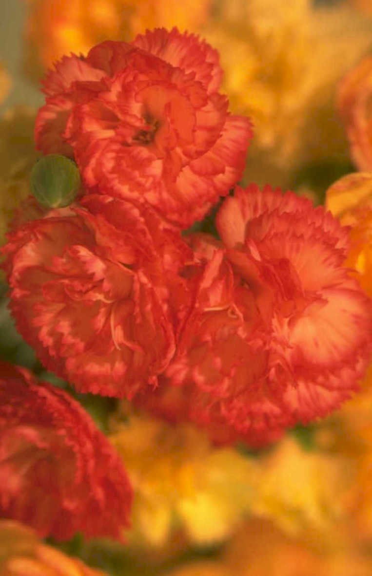 red orange carnations 1980s 1990s A4 Photo Print