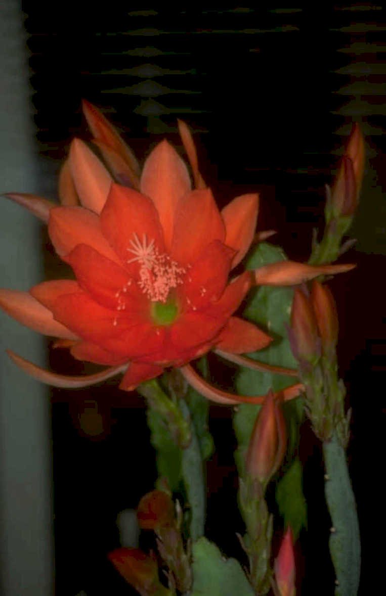 red orchid cactus 1980s 1990s A4 Photo Print