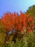 red osier dogwood1980s 1990s A4 Photo Print