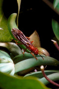 red paper wasp1980s 1990s A4 Photo Print