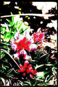 red pink flowers Vintage A4 Photo Print