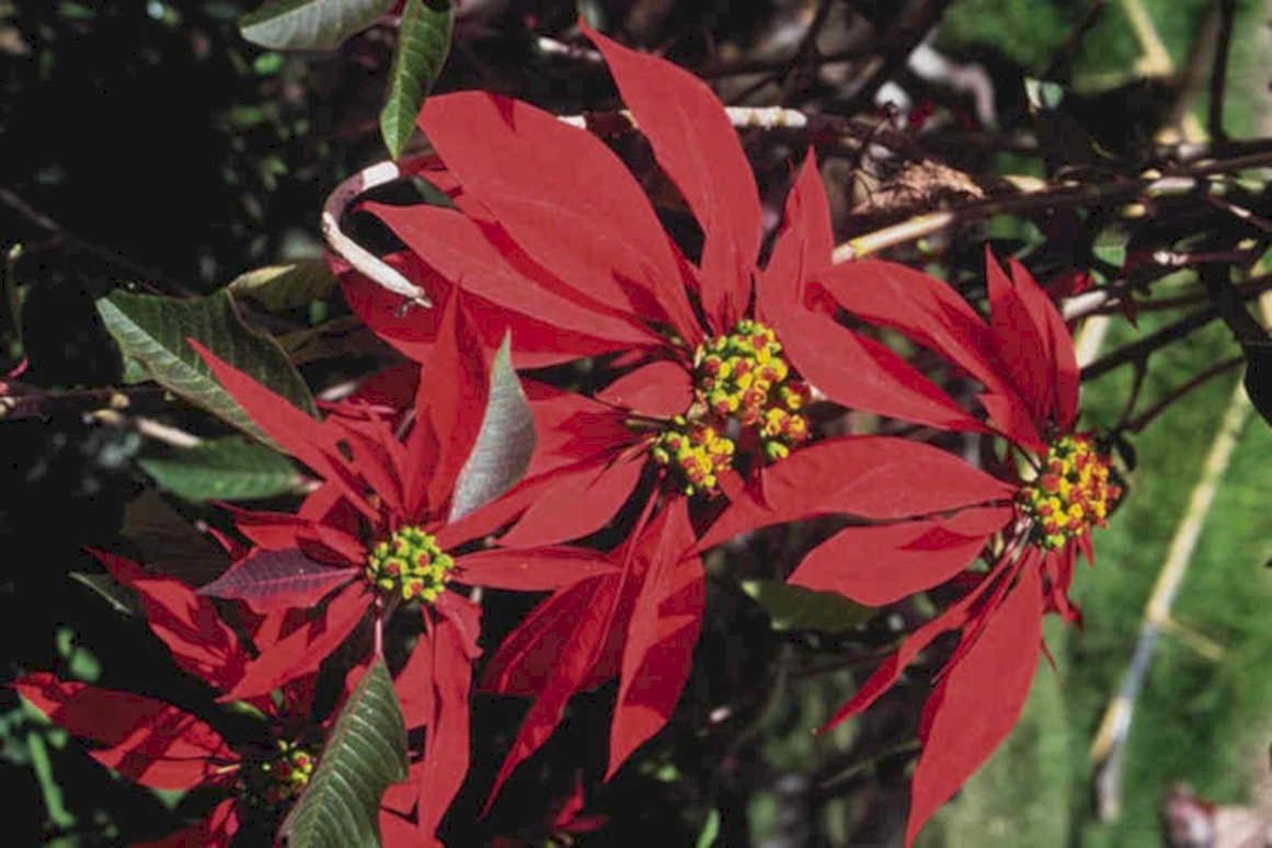 red poinsettia flowers 21980s 1990s A4 Photo Print