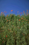 red poppies field 1980s 1990s A4 Photo Print