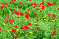 red poppies grass1980s 1990s A4 Photo Print