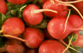 red radishes roots 2 Vintage A4 Photo Print