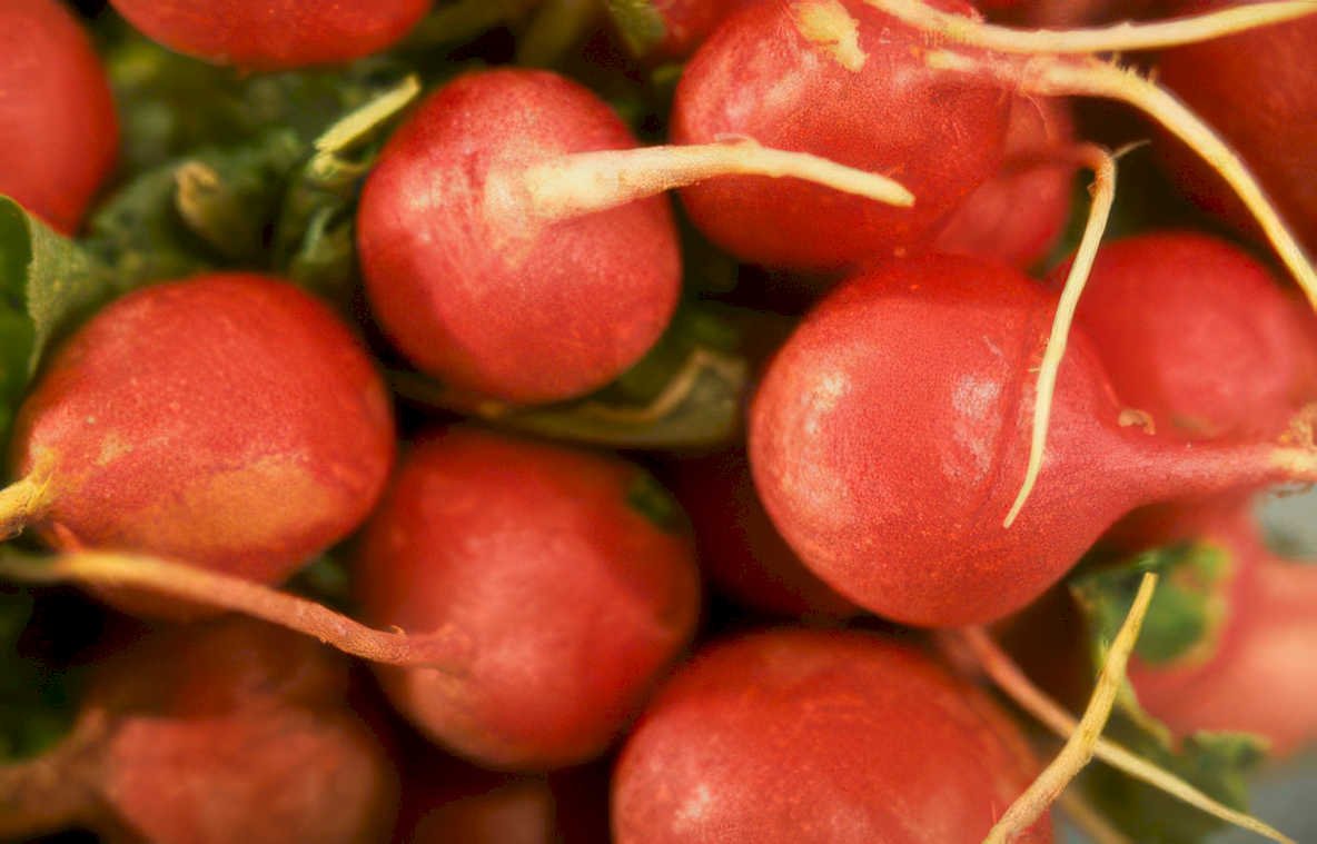 red radishes roots 2 Vintage A4 Photo Print