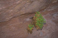 red rock creosote 1980s 1990s A4 Photo Print