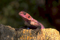 red rock lizard 1980s 1990s A4 Photo Print