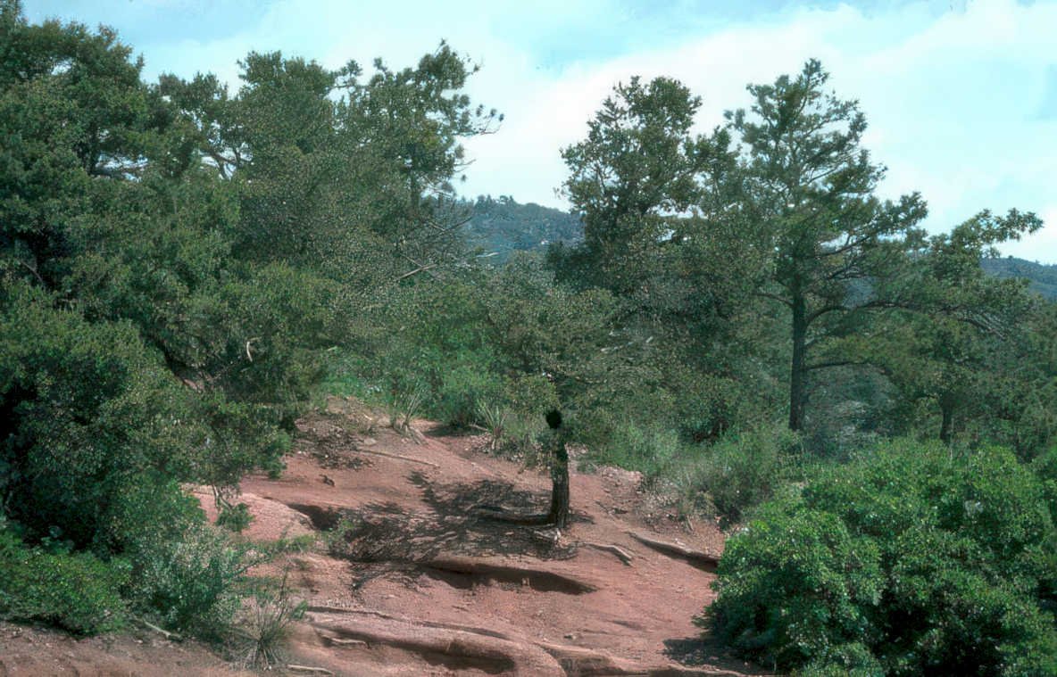 red rock trail Vintage A4 Photo Print