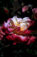 red rose bloom1980s 1990s A4 Photo Print 42