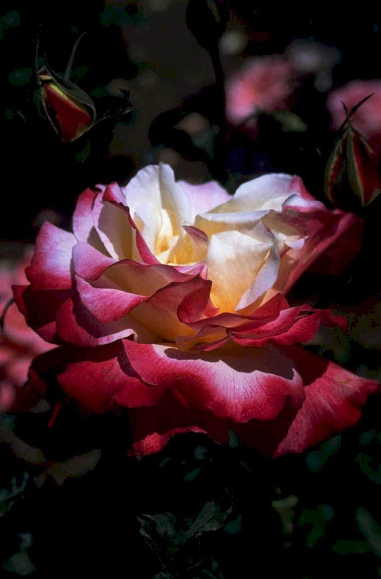 red rose bloom1980s 1990s A4 Photo Print 42