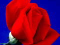 red rose bloom1980s 1990s A4 Photo Print