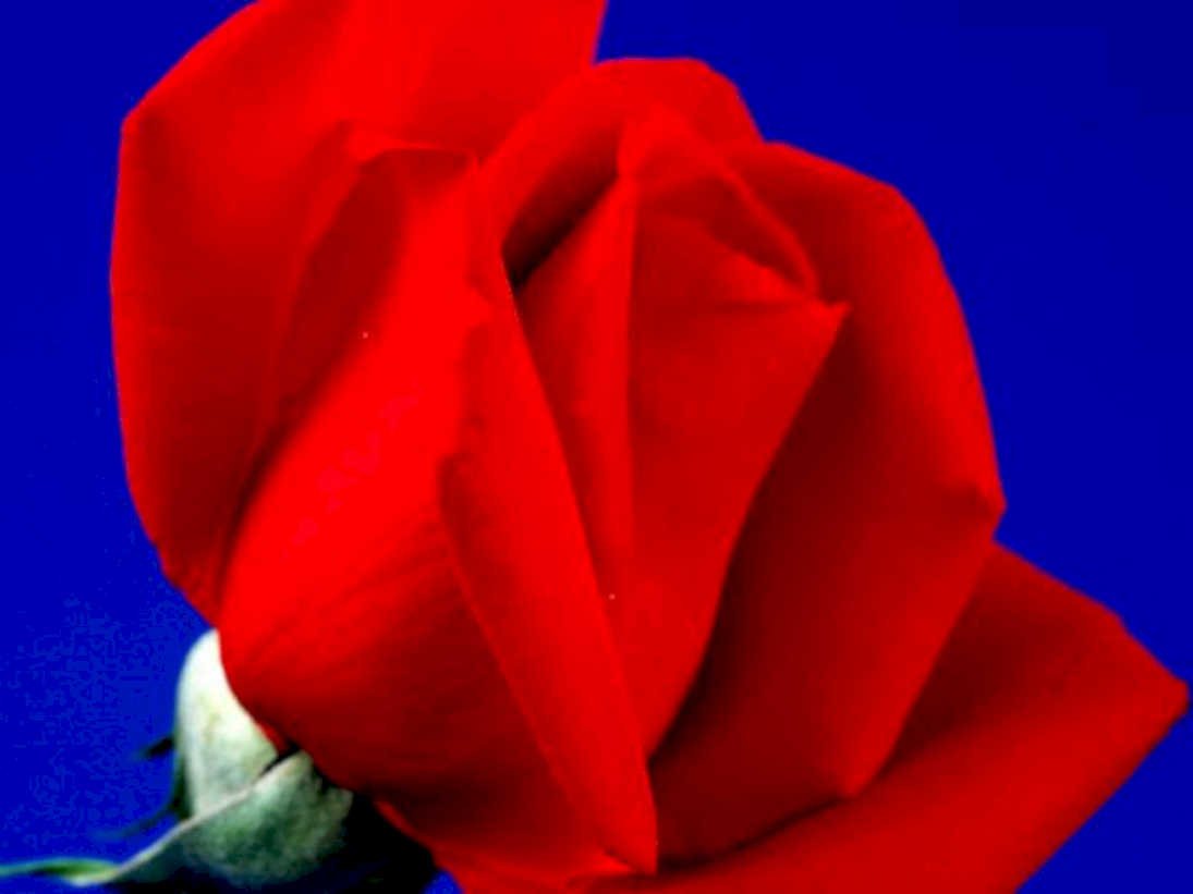 red rose bloom1980s 1990s A4 Photo Print