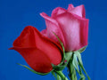 red roses dew1980s 1990s A4 Photo Print