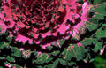red russian kale1980s 1990s A4 Photo Print
