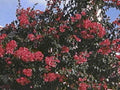 red sage flowers1980s 1990s A4 Photo Print
