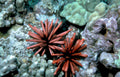 red seaurchins reef Vintage A4 Photo Print