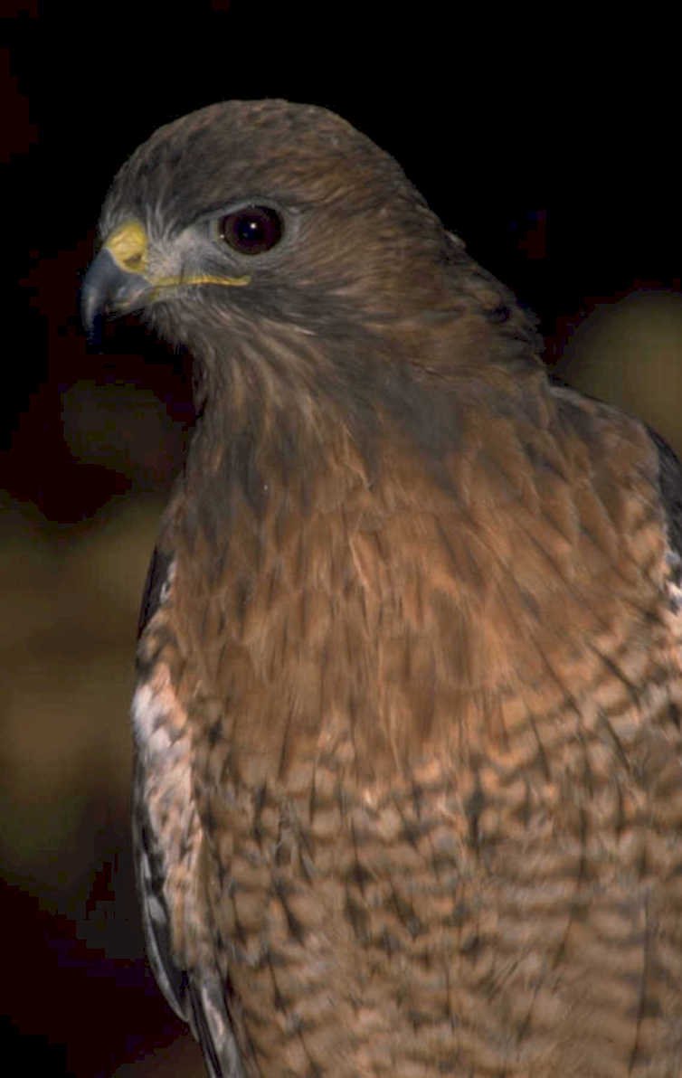 red shouldered hawk 1980s 1990s A4 Photo Print