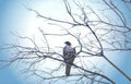 red shouldered hawk 2 Vintage A4 Photo Print