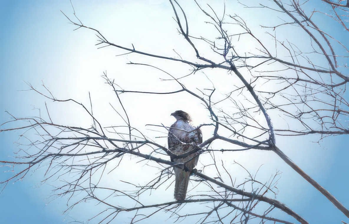 red shouldered hawk 2 Vintage A4 Photo Print