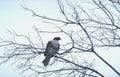 red shouldered hawk 3 Vintage A4 Photo Print