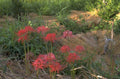 red spider lilies 1980s 1990s A4 Photo Print