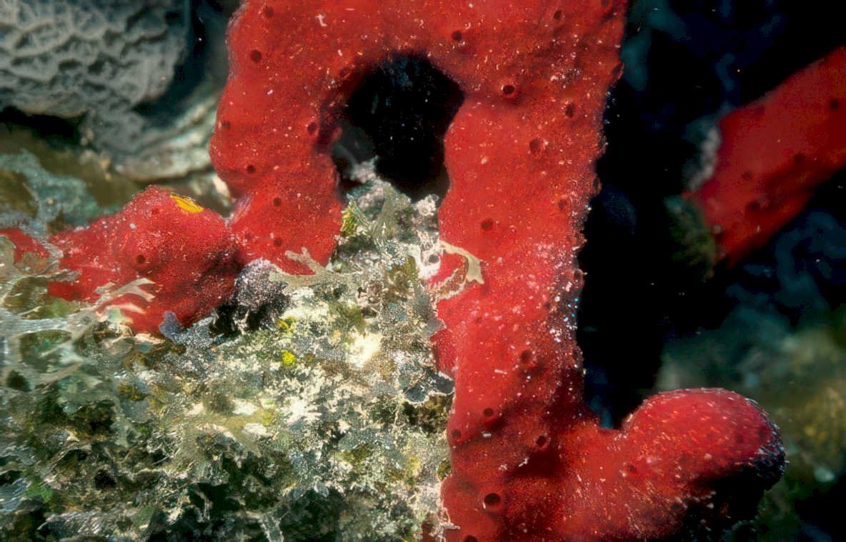 red sponge algae Vintage A4 Photo Print