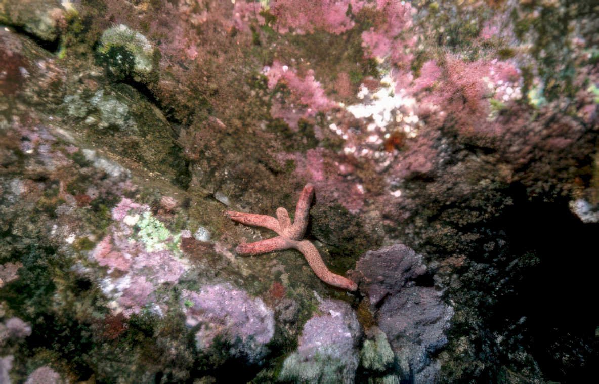 red starfish coral 1 GIGA 2