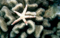 red starfish coral 2 GIGA 2