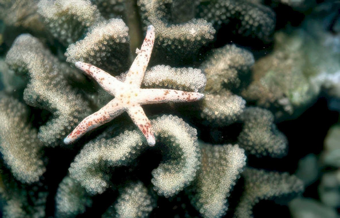 red starfish coral 2 GIGA 2