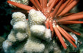 red starfish reef 1 Vintage A4 Photo Print