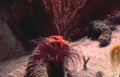red starfish tube Vintage A4 Photo Print