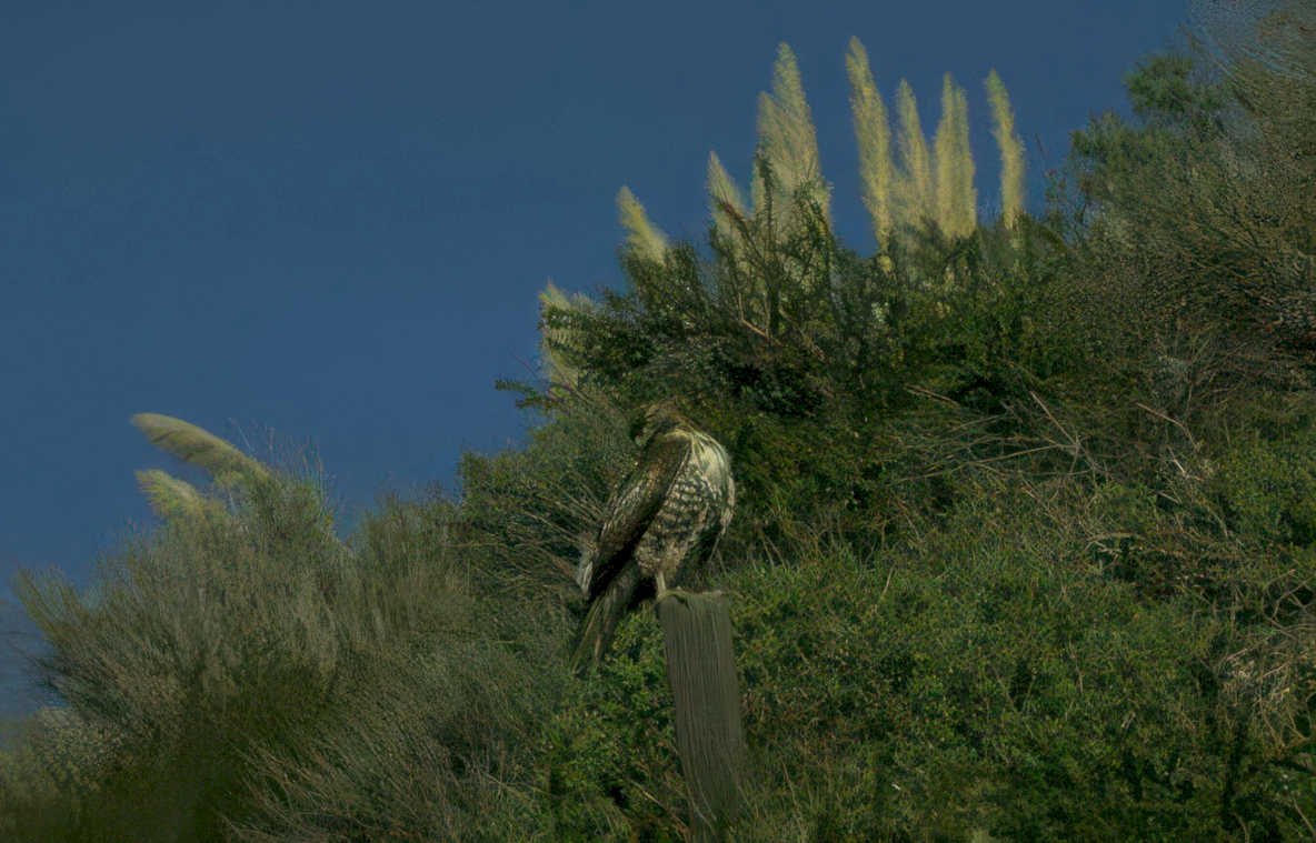red tailed hawk 2 GIGA 2