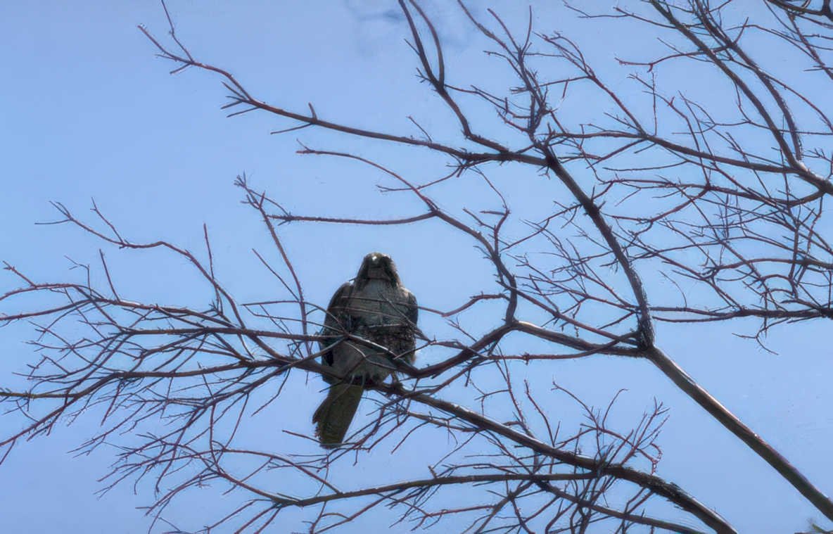 red tailed hawk 2 Vintage A4 Photo Print