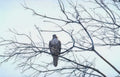 red tailed hawk 6 Vintage A4 Photo Print