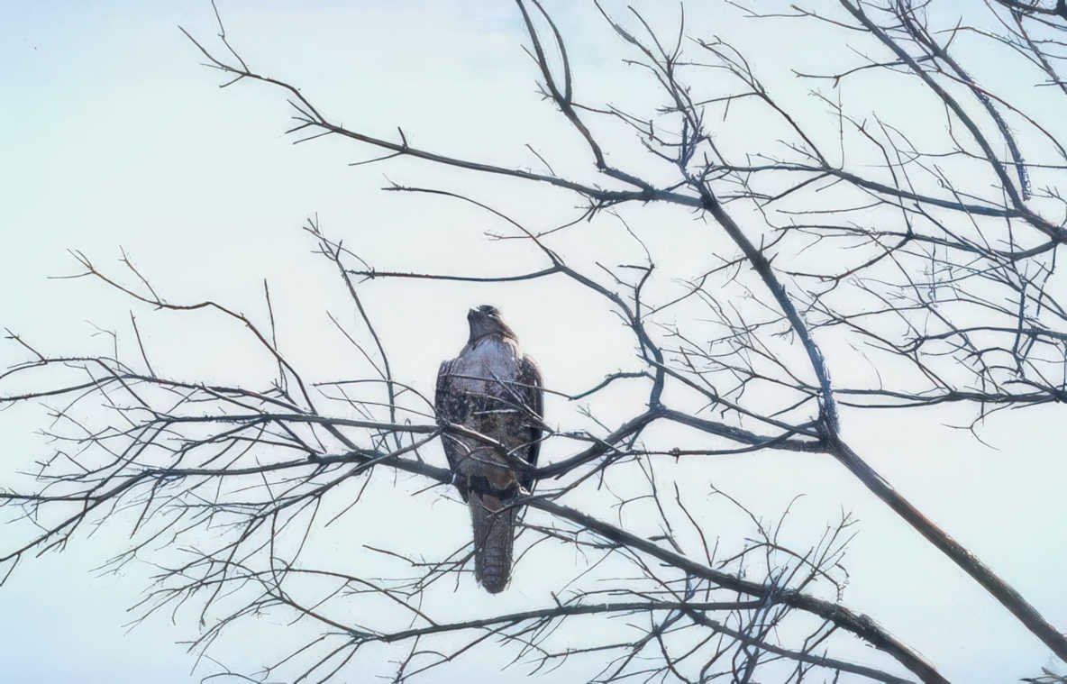 red tailed hawk 6 Vintage A4 Photo Print