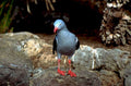 red tipped parrot1980s 1990s A4 Photo Print