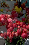 red tulips market 1980s 1990s A4 Photo Print