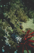red urchin reef Vintage A4 Photo Print