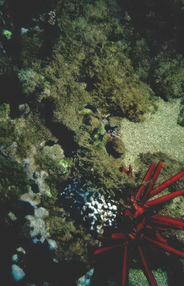 red urchin reef Vintage A4 Photo Print